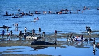 Volunteers care for stranded pilot whales on Feb. 11, 2017, at Farewell Spit on New Zealand.