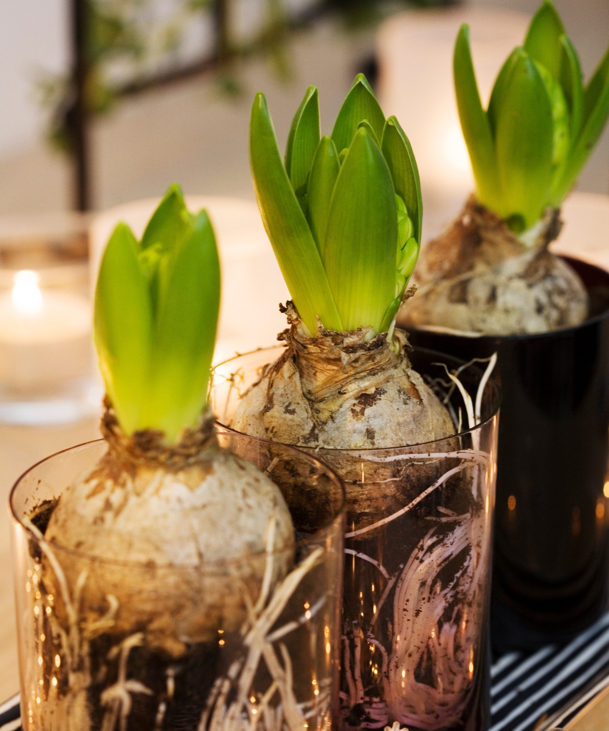 three sprouting hyacinth bulbs in small glass vases