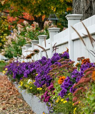 Charming white picket fence with colorful autumn trees and flowers