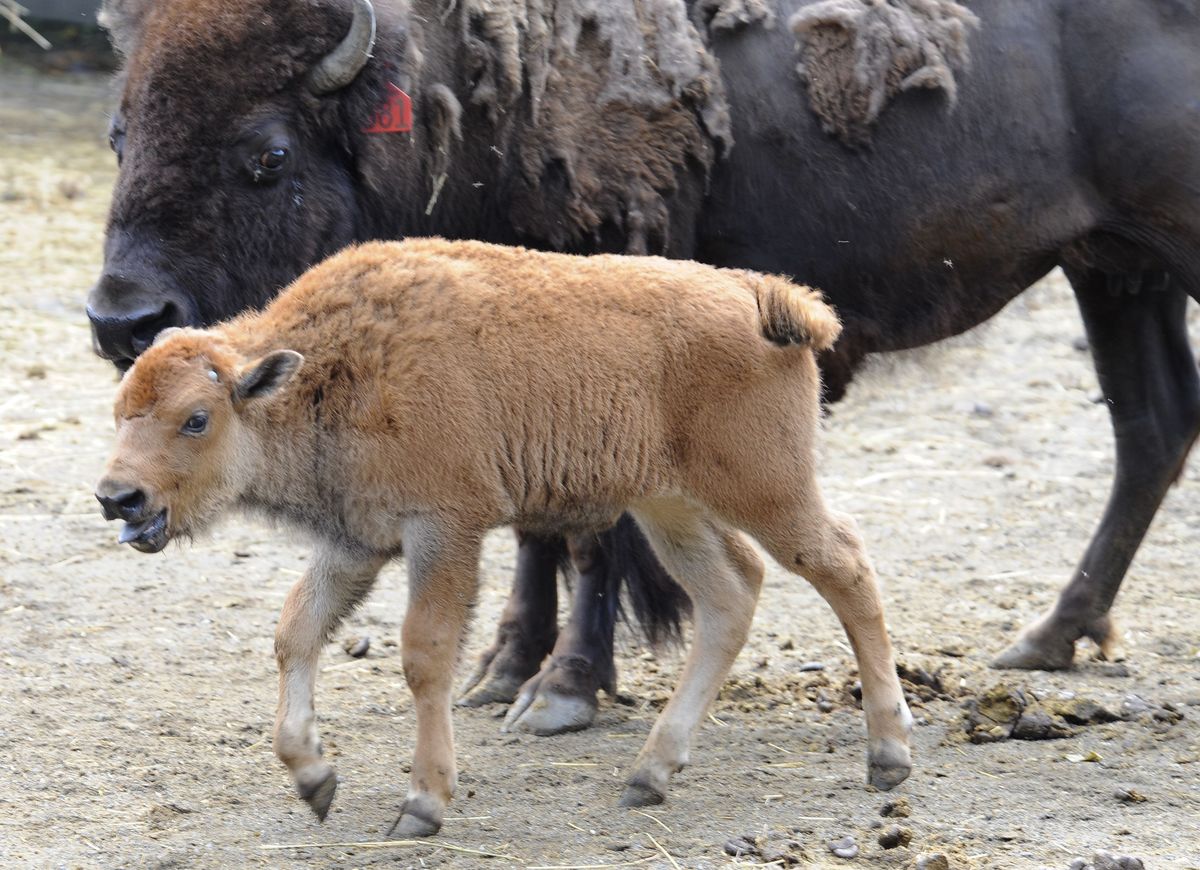 Bronx Zoo baby bison