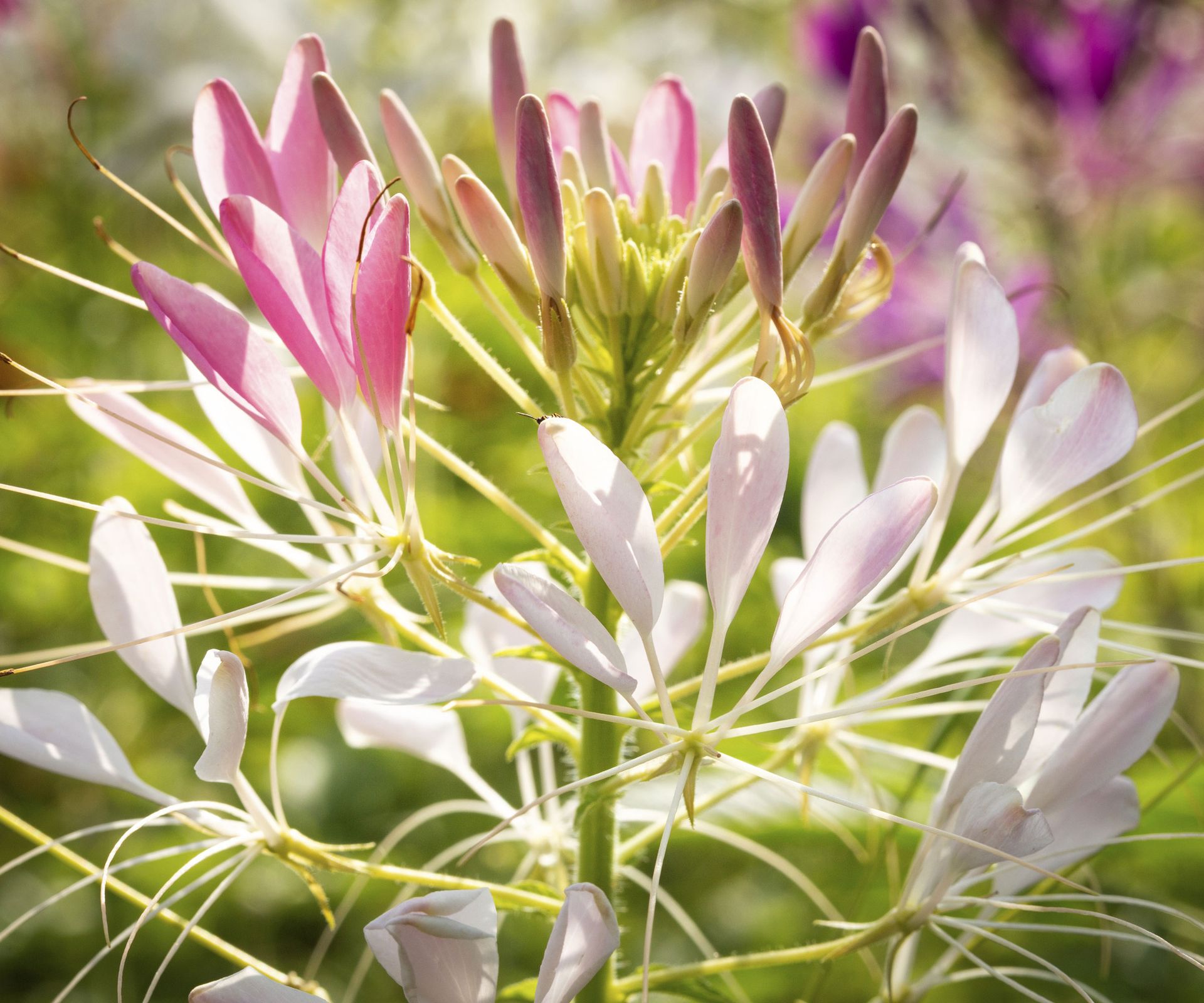 pink and white spider flower in full bloom