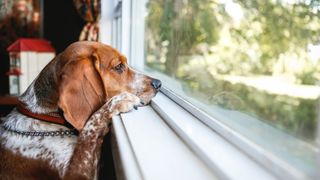 Dog waiting at window