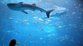 Shark and fish swimming in an aquarium