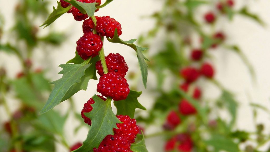 strawberry spinach plant 