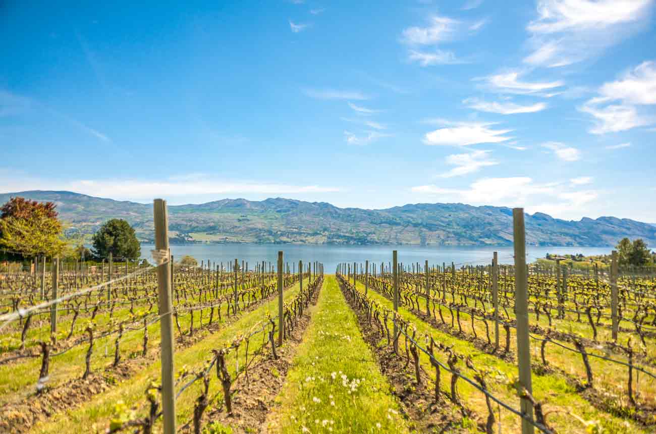 View of vineyards and Okanagan Lake in Kelowna BC.