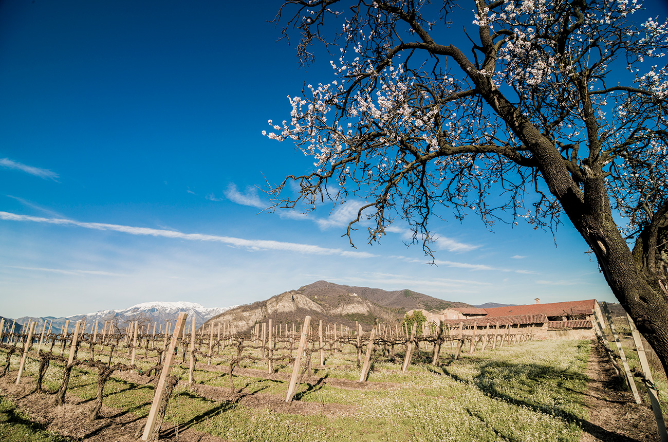 Franciacorta-landscape-02-Vigneti@FabioCattabiani.jpg