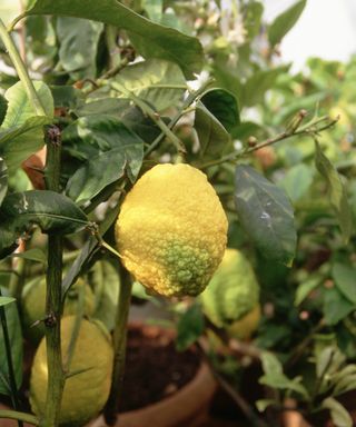 Lemons growing on a tree in a pot