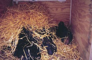 An American black bear snoozes in an artificial den constructed by researchers in Alaska.