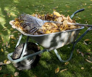 Collecting fall leaves off a lawn