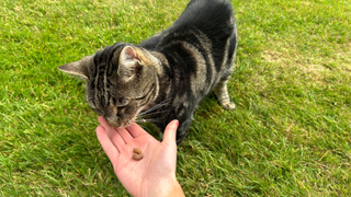 Nala eating the best cat treats out of Megan's hand on the grass