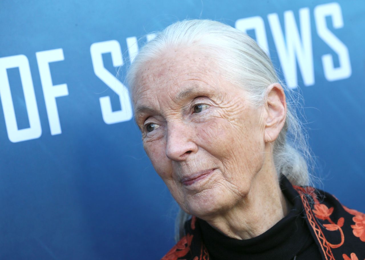 Jane Goodall.