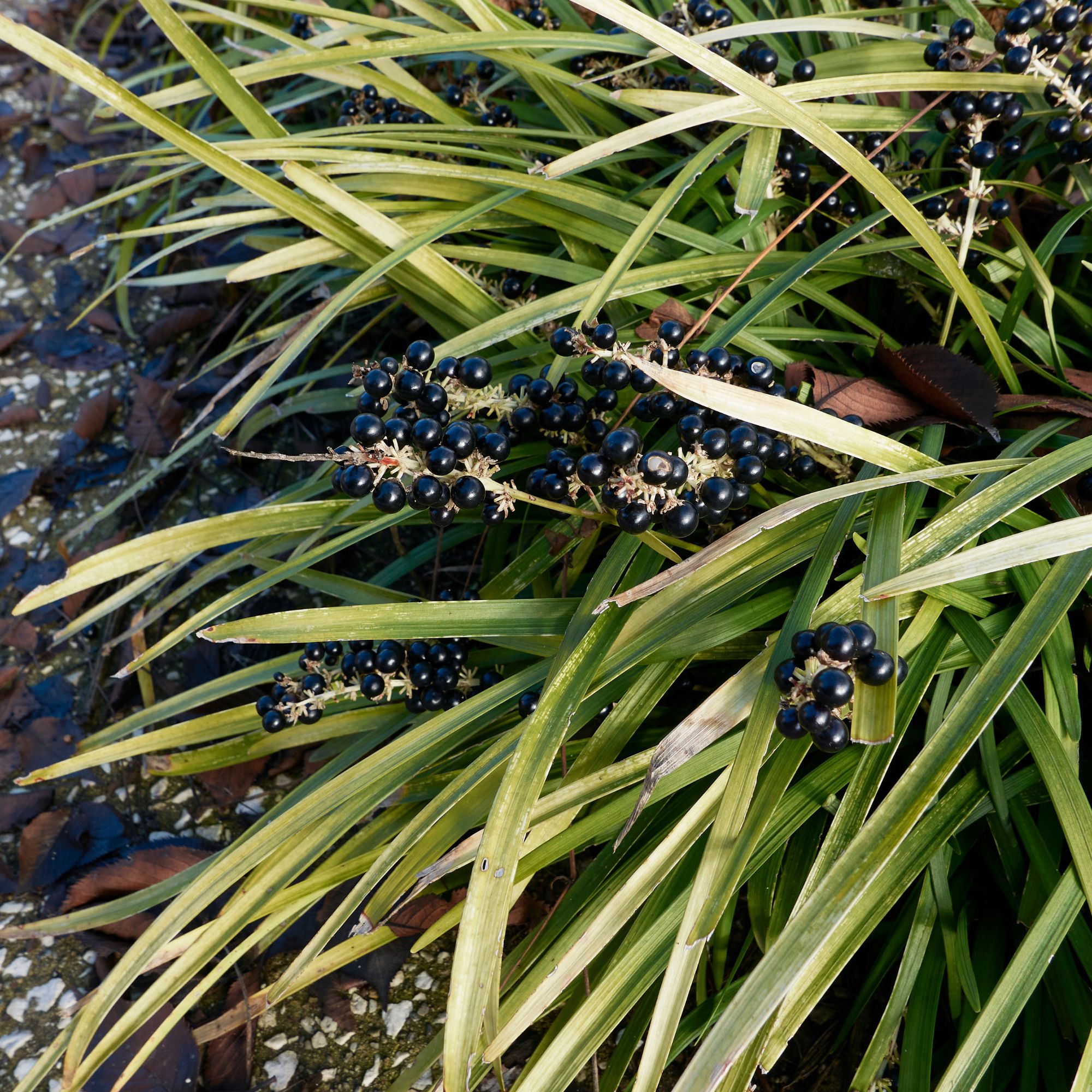 Lilyturf with berries in winter garden