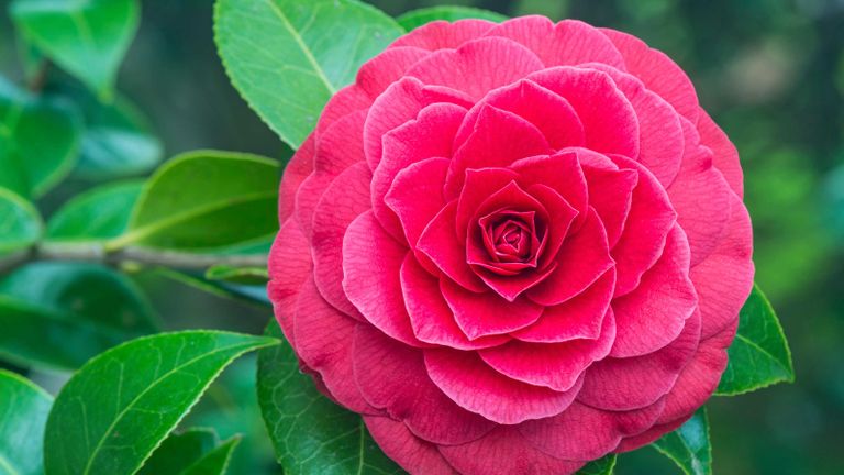 types of camellias: 'Black Lace'