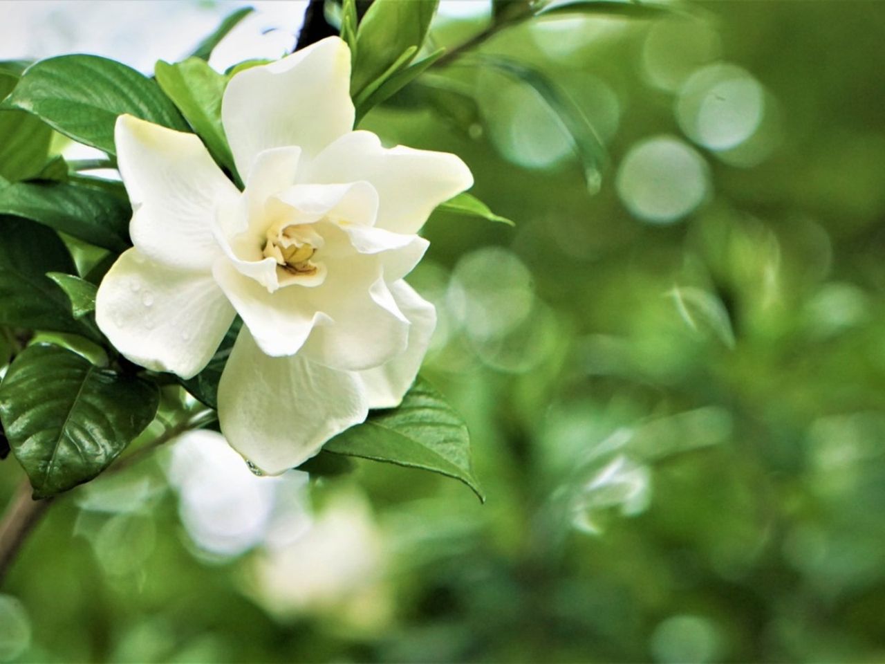 Gardenia Flower