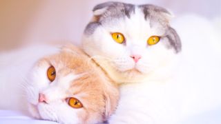 Two Scottish fold cats