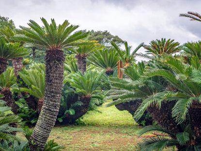 Several Large Cycad Plants