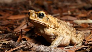 A cane toad sits on the leaf-littered ground at night in Queensland.