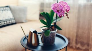 An orchid sitting on a table in a living room next to a watering can