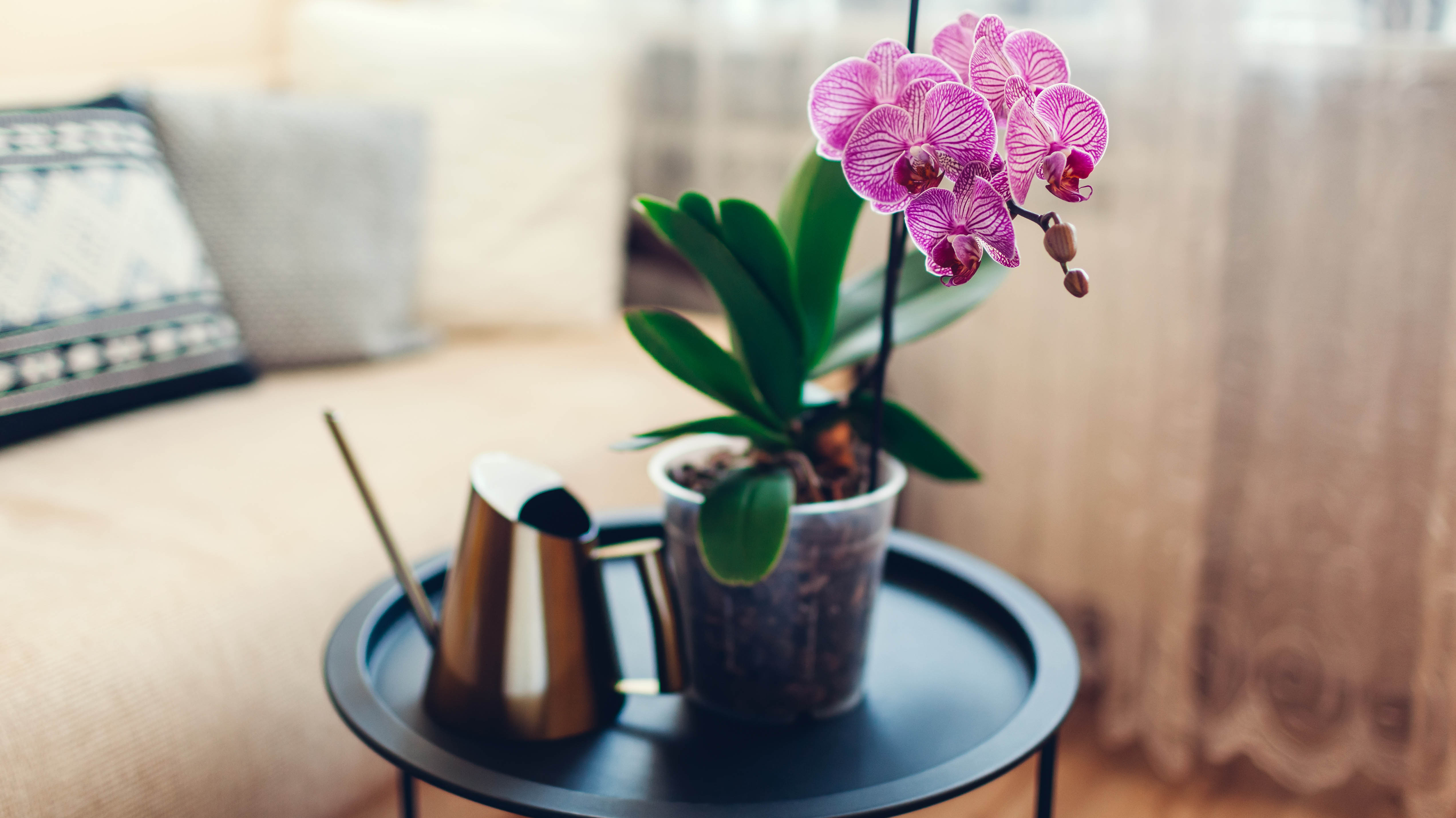 An orchid sits on a table in a living room next to a watering can