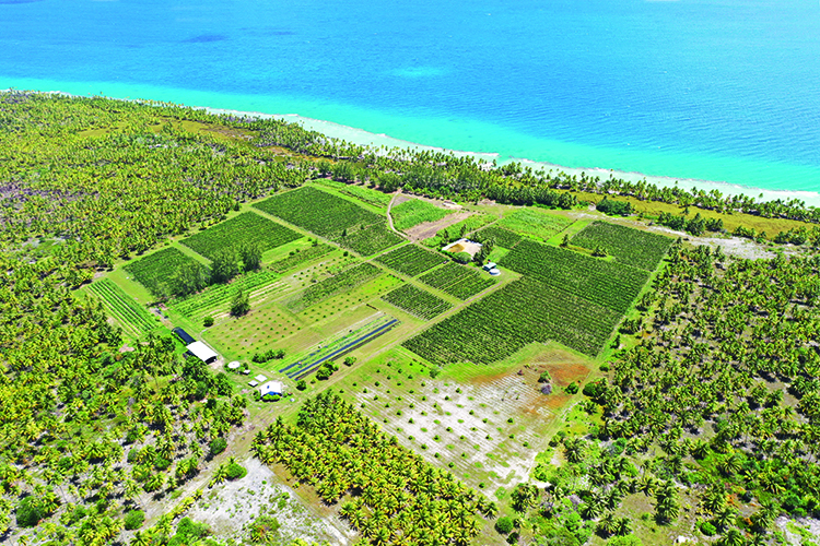 Dominique-Auroy%E2%80%99s-Vin-de-Tahiti-vineyards-on-the-coral-atoll-of-Rangiroa.jpg