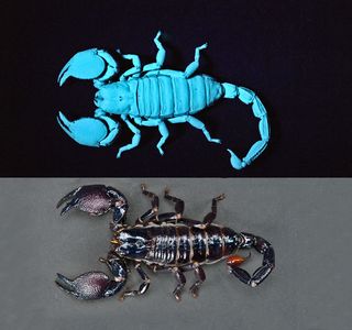 Bioluminescence is different than fluorescence. Bioluminescent organisms produce light using a chemical reaction; fluorescent organisms or objects absorb light and emit it at a different wavelength. These scorpions fluoresce under ultraviolet light and ap