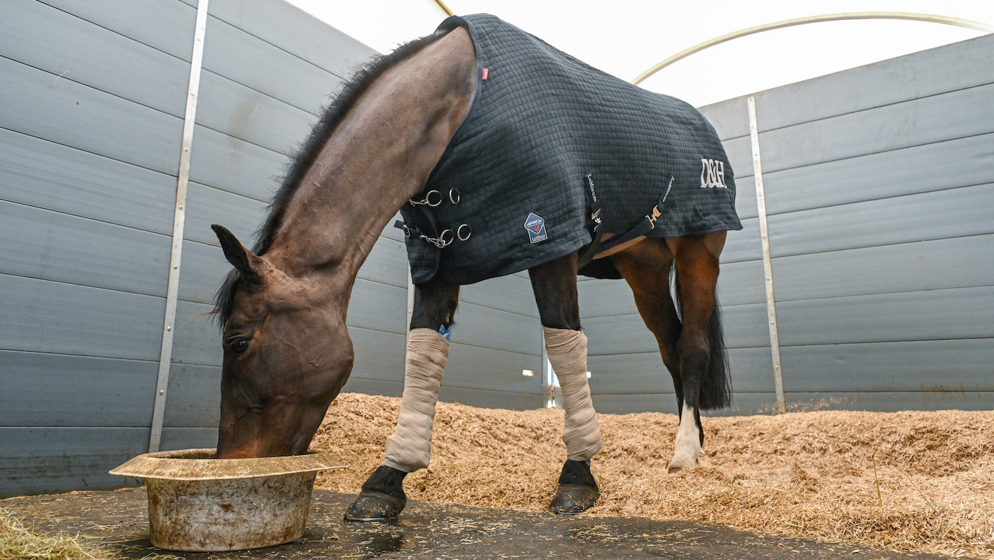 Harry Meade's stables: horse eating feed