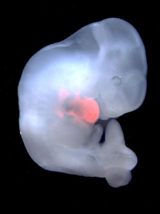 A rat-mouse chimera. Cells derived from rat stem cells are enriched in the developing heart of this mouse embryo.