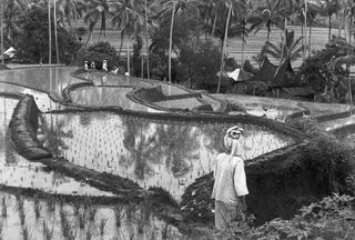 Black and white image of Sumatra, Indonesia 1950, back of a man in Indonesian dress looking onto raised segmented pools of water, shrub borders, palm trees, people in white attire in the distance, roof tops of small houses, surrounding landscape in the back drop