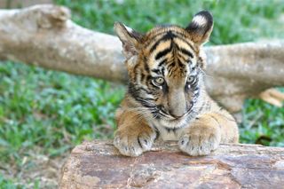 Bengal-Siberian Mix tiger cub