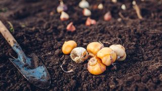 Allium bulbs before planting