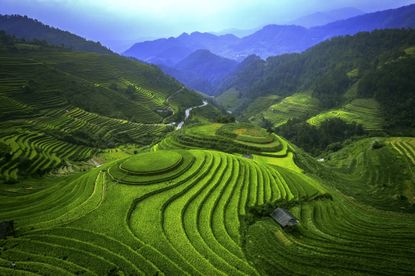 Rice field terrace in North Vietnam.