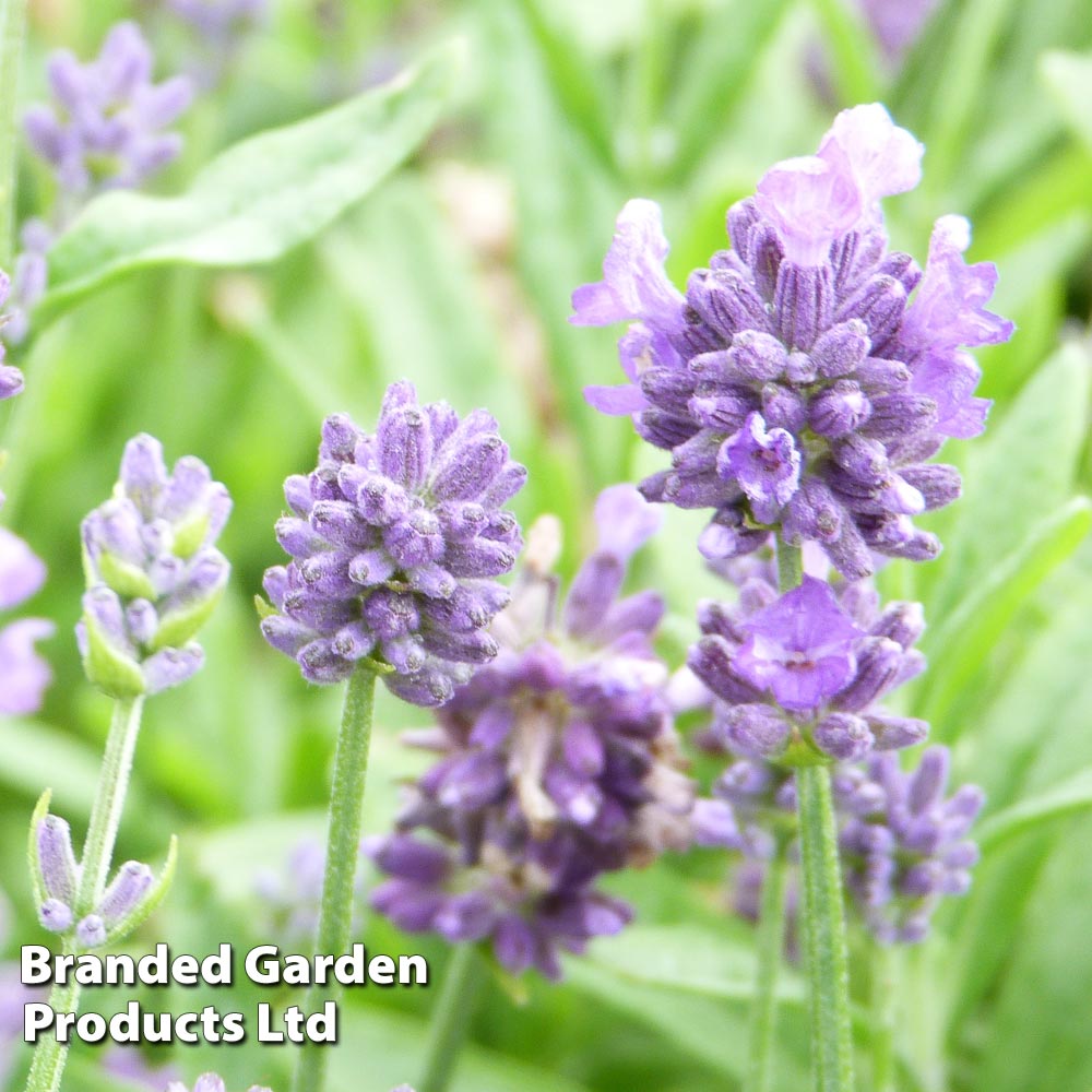 Lavender 'dwarf Blue'