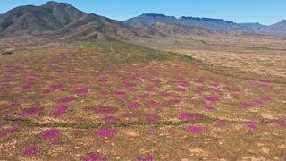 Purple wildflowers growing on termite mounds