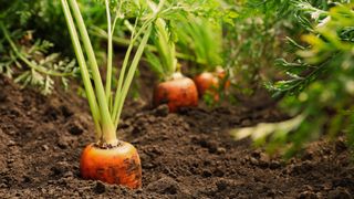 Carrots emerging from soil
