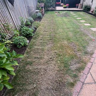 Grass lawn after scarifying process in garden with scarifying rake