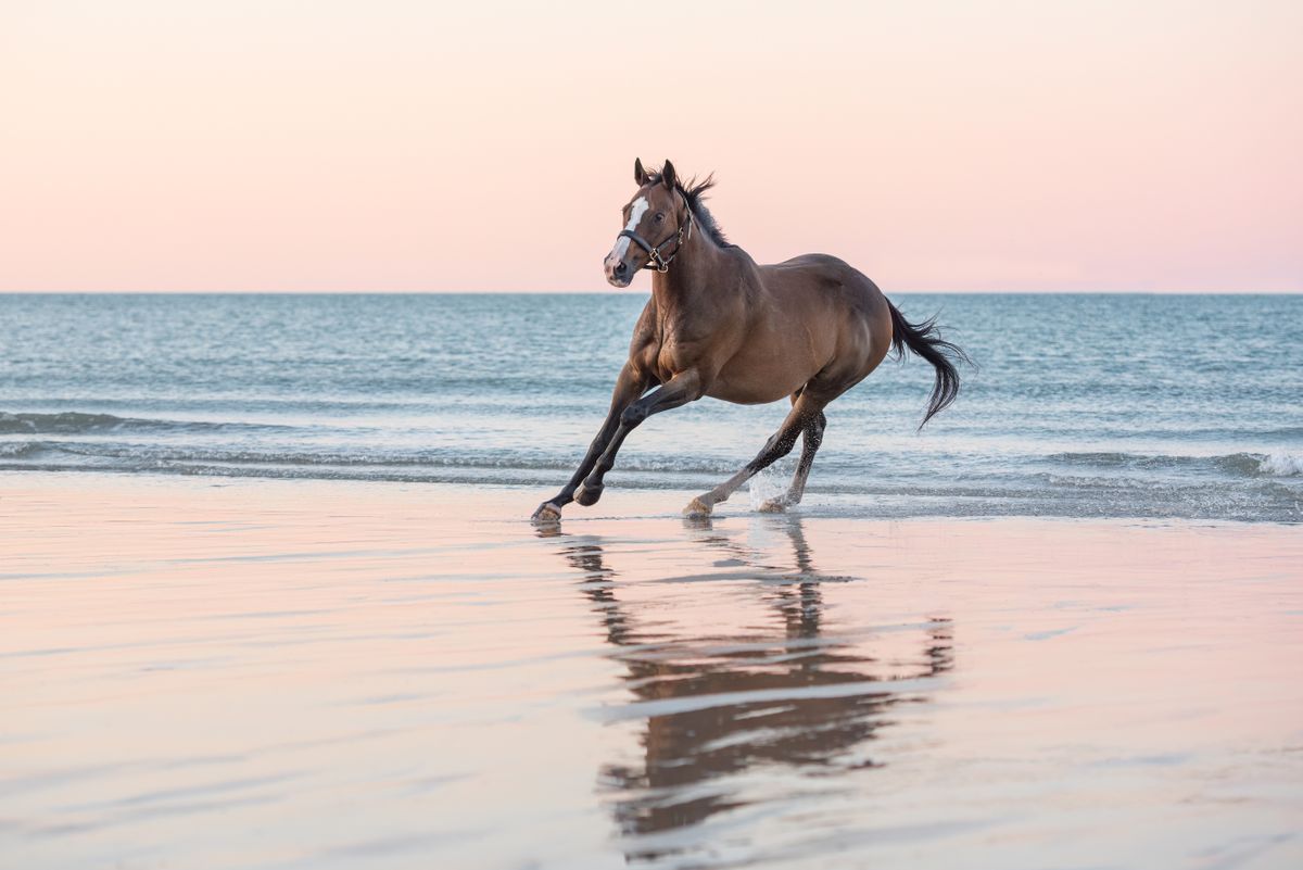 Equine photography by Dawn Cotterell