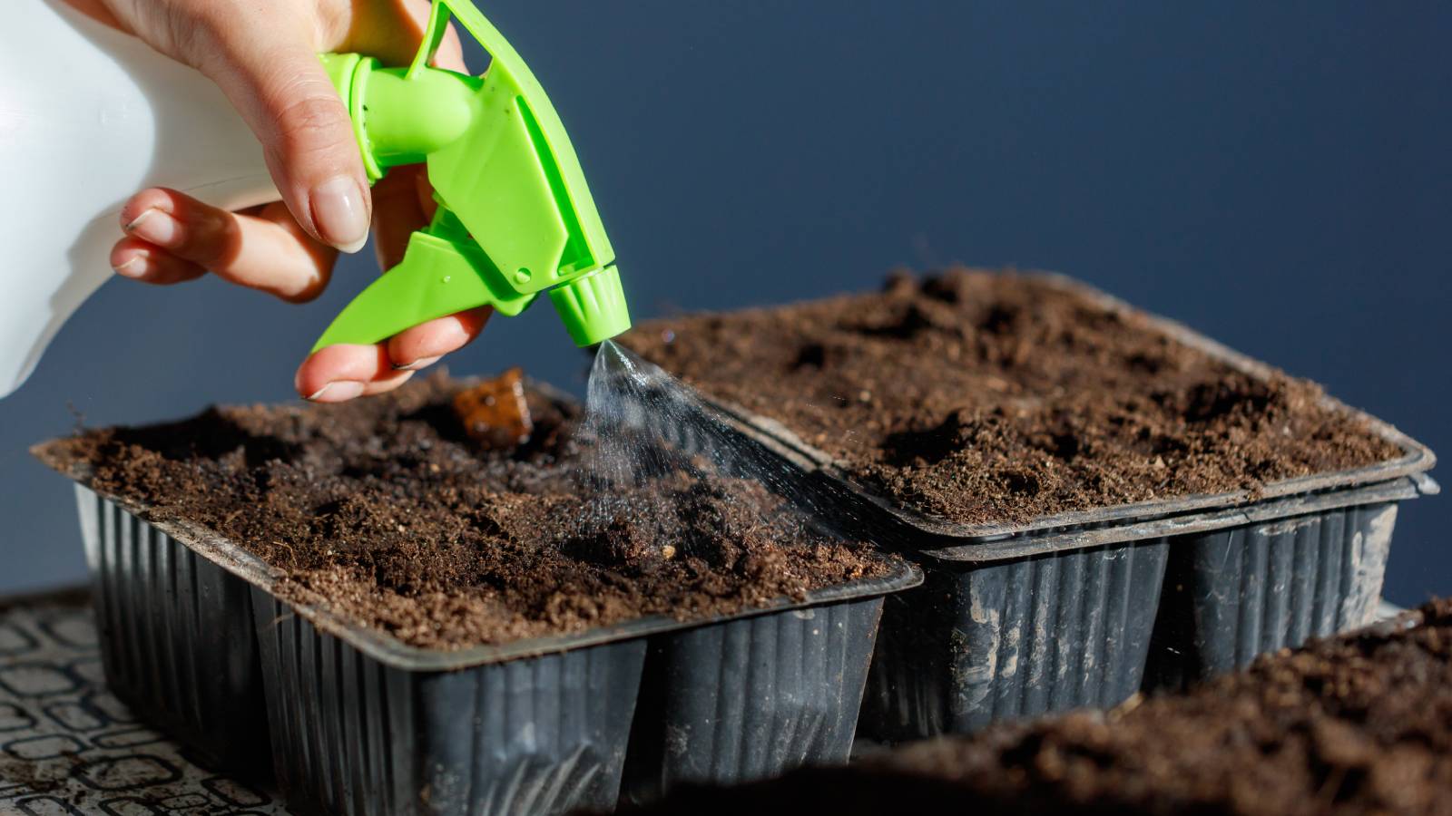A hand uses a spray bottle on two seedling trays