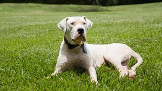 Dogo Argentino  Royal Canin AU