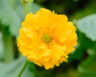 Geum 'Lady Stratheden'