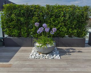 planting pocket in decking with container of agapanthus