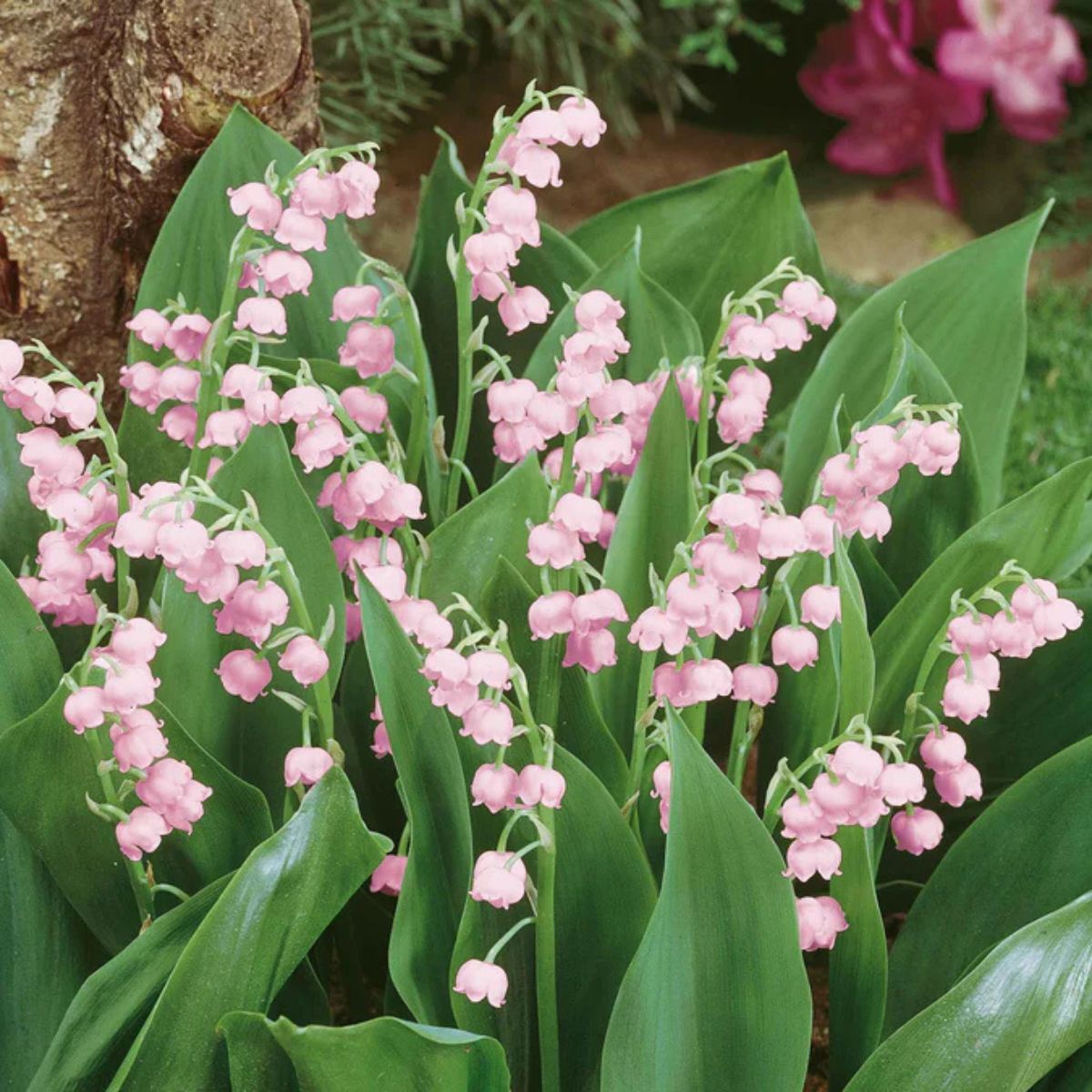 Lily of the valley plant