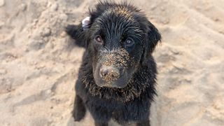 Sandy Newfoundland