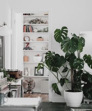 shelves and monstera plant