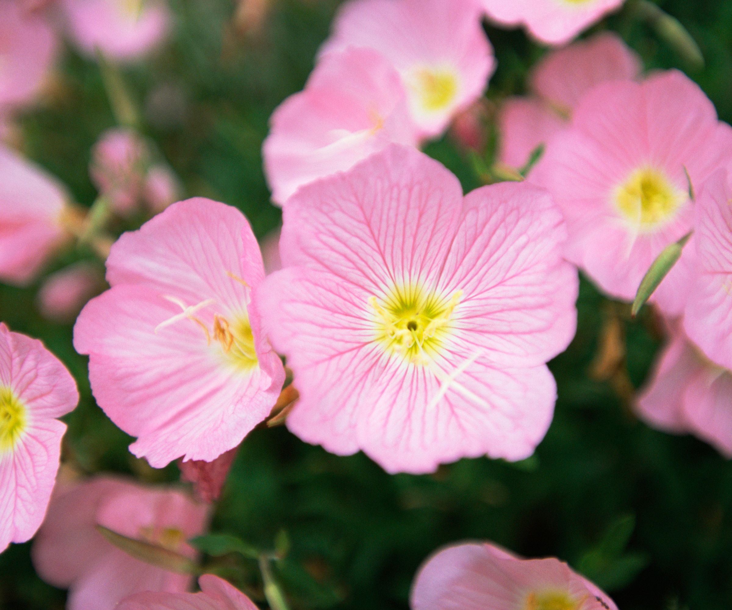 Mexican primrose flowers
