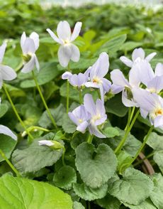 Viola ‘Reine des Neiges’. Credit: Becky Groves