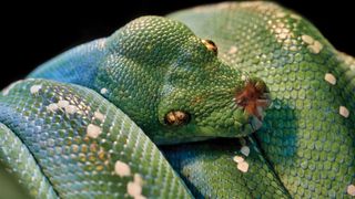 The green tree python, Columbia, South Carolina, USA