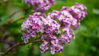 close up of lilac shrub in garden, one of w&h's best shrubs picks