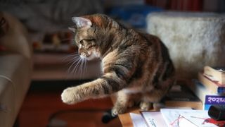 Close-Up Of Tabby Sitting On Table At Home with paw outstretched