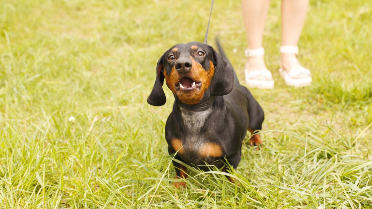 Dachshund