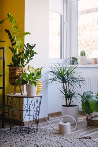 A zz plant alongside other houseplants